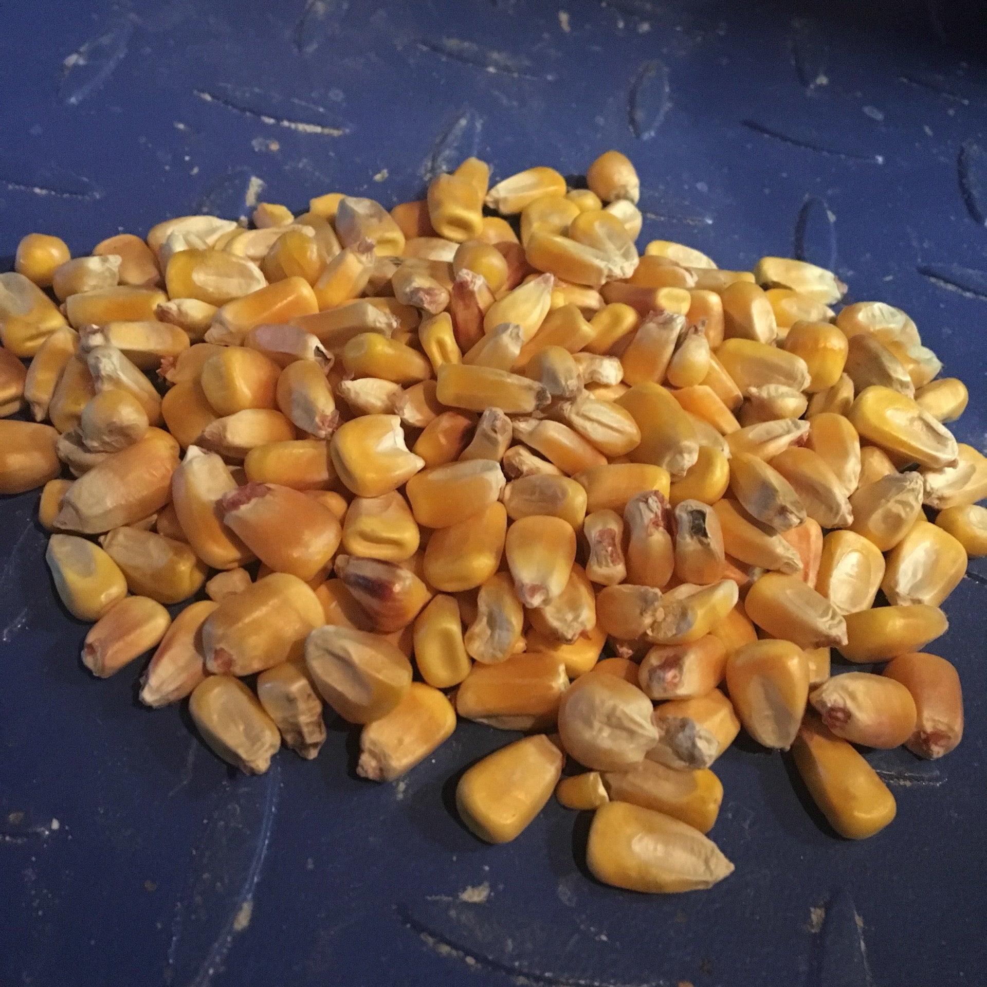 What Is Shell Corn Shelled Corn (50LB) | Creekview Farms